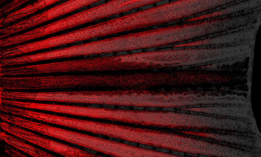 The tailfin of an adult zebrafish. Epithelial cells are labeled by red fluorescence.